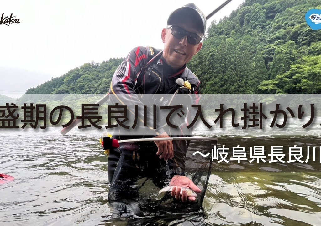 【FishingLover東海】夏の瀬を攻める 鮎の友釣り【鮎釣り】【友釣り】