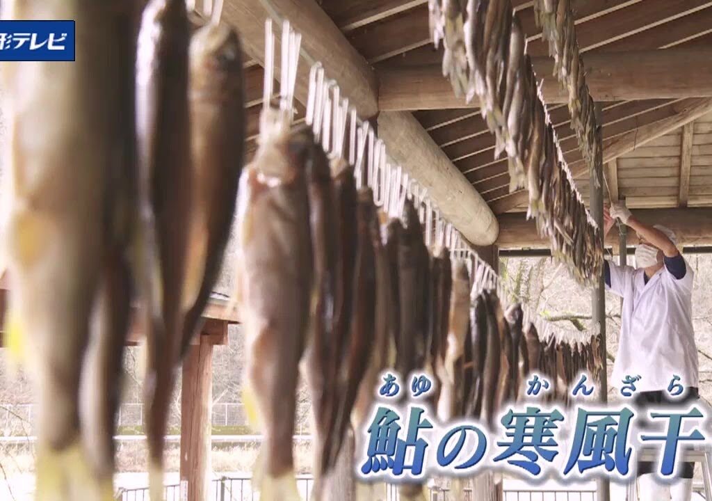 うま味凝縮　鮎の寒風干しづくり始まる