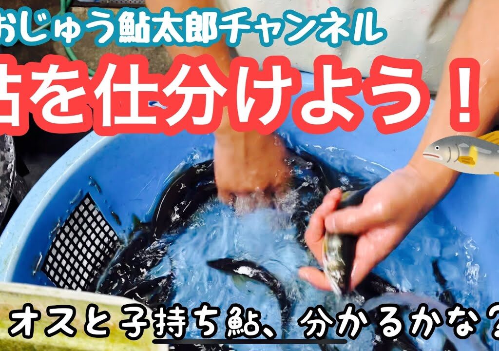 鮎太郎チャンネル　その４０　鮎の仕分け作業〜秋の味覚編〜
