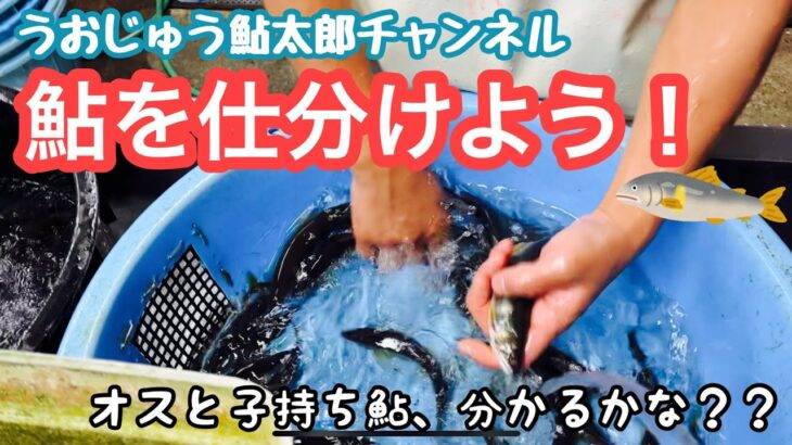 鮎太郎チャンネル　その４０　鮎の仕分け作業〜秋の味覚編〜