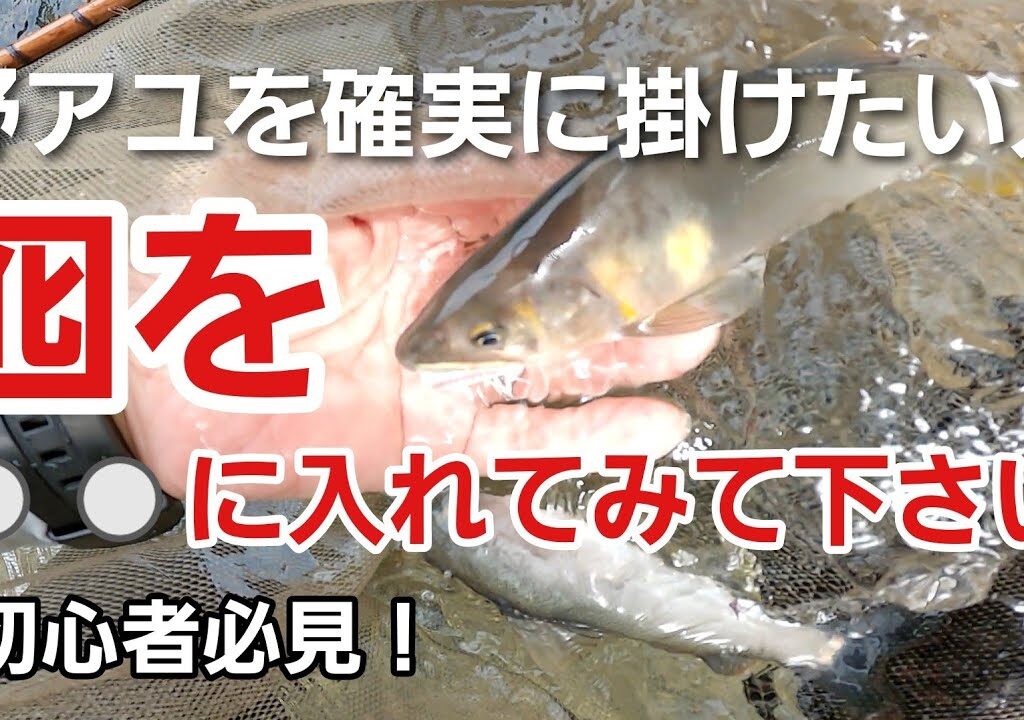 野鮎を確実に掛けるには瀬肩に入れるとよく掛かりますよ　【友釣りオレ流】