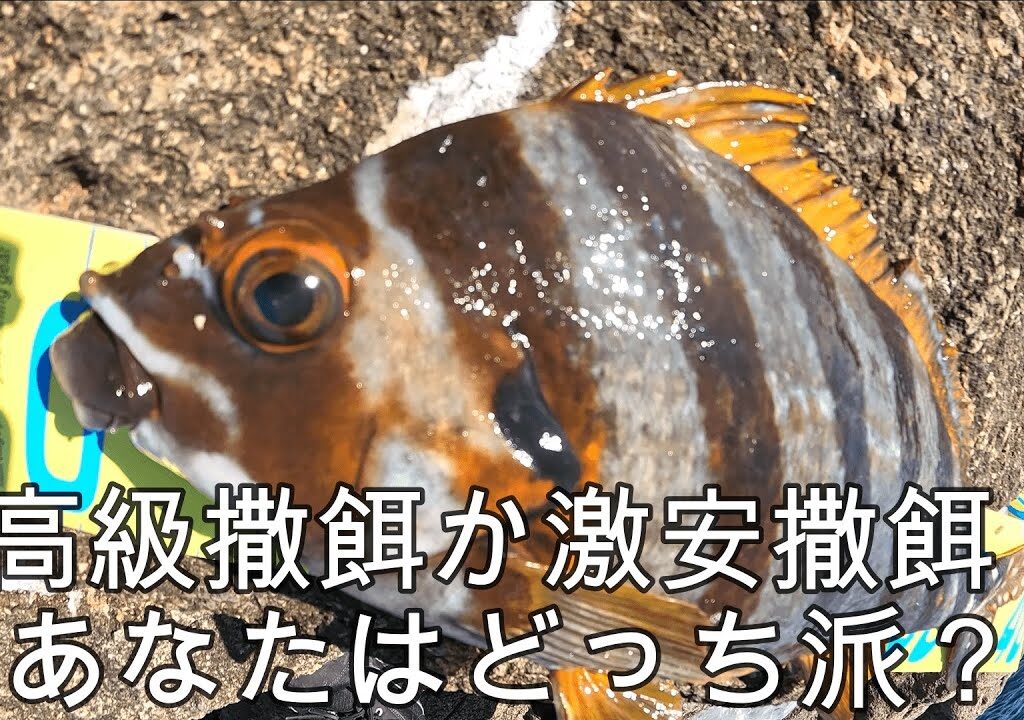 串本須江磯釣り 高級撒餌と激安撒餌どっちが釣れるの？