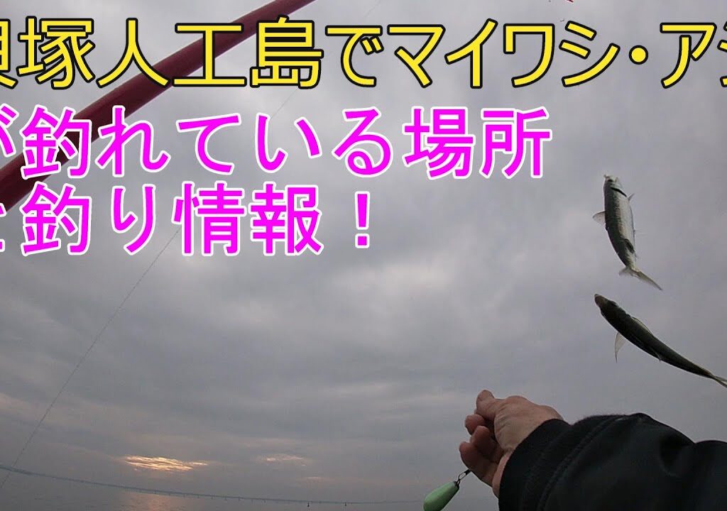貝塚人工島マイワシ・アジ・青物釣情報と釣れている場所紹介！