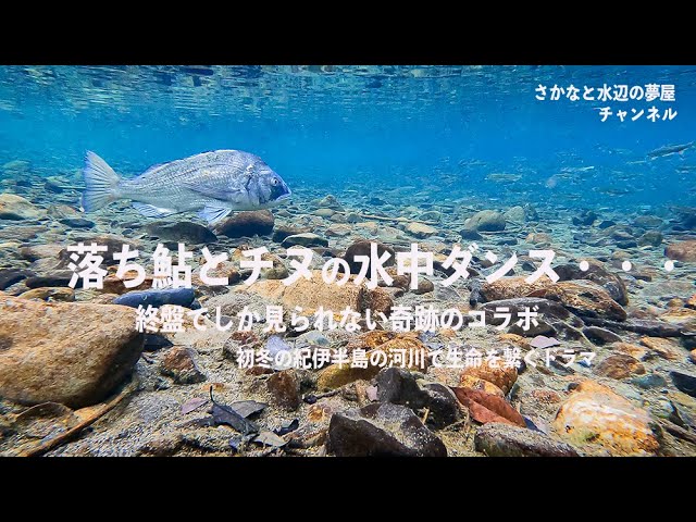 落ち鮎とチヌの水中ダンス・・・　終盤でしか見られない奇跡のコラボ