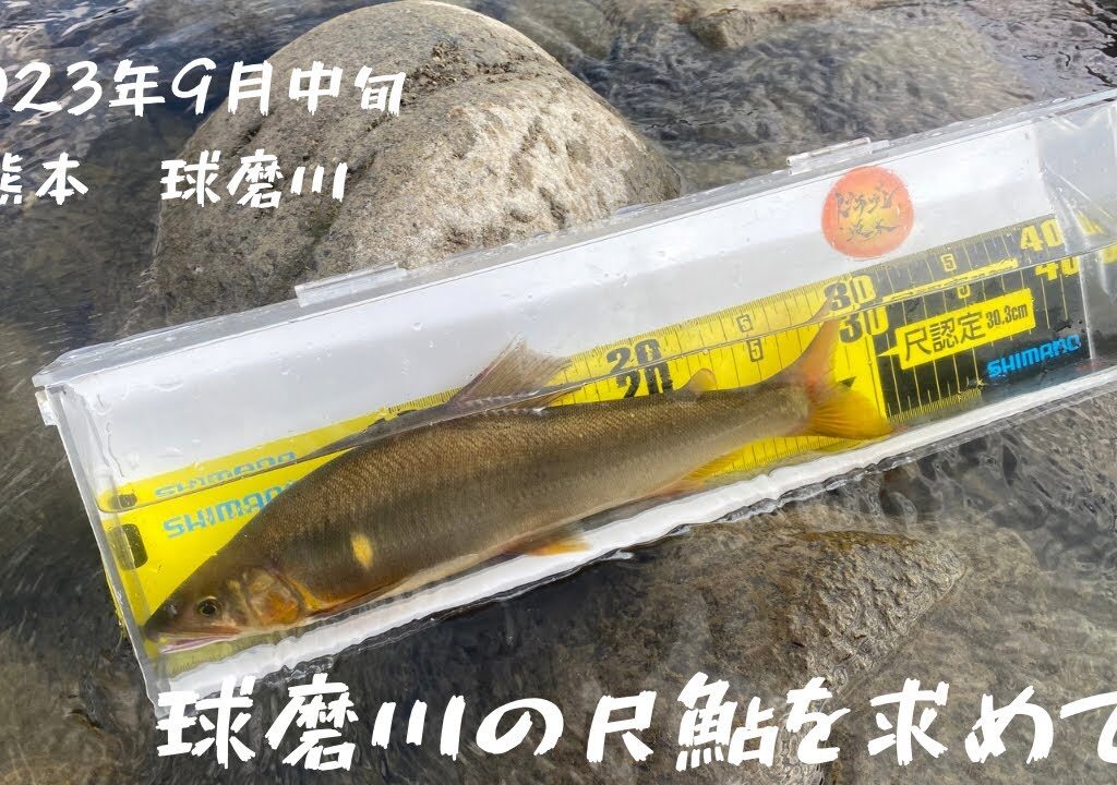 【鮎釣り】球磨川の尺鮎を求めて
