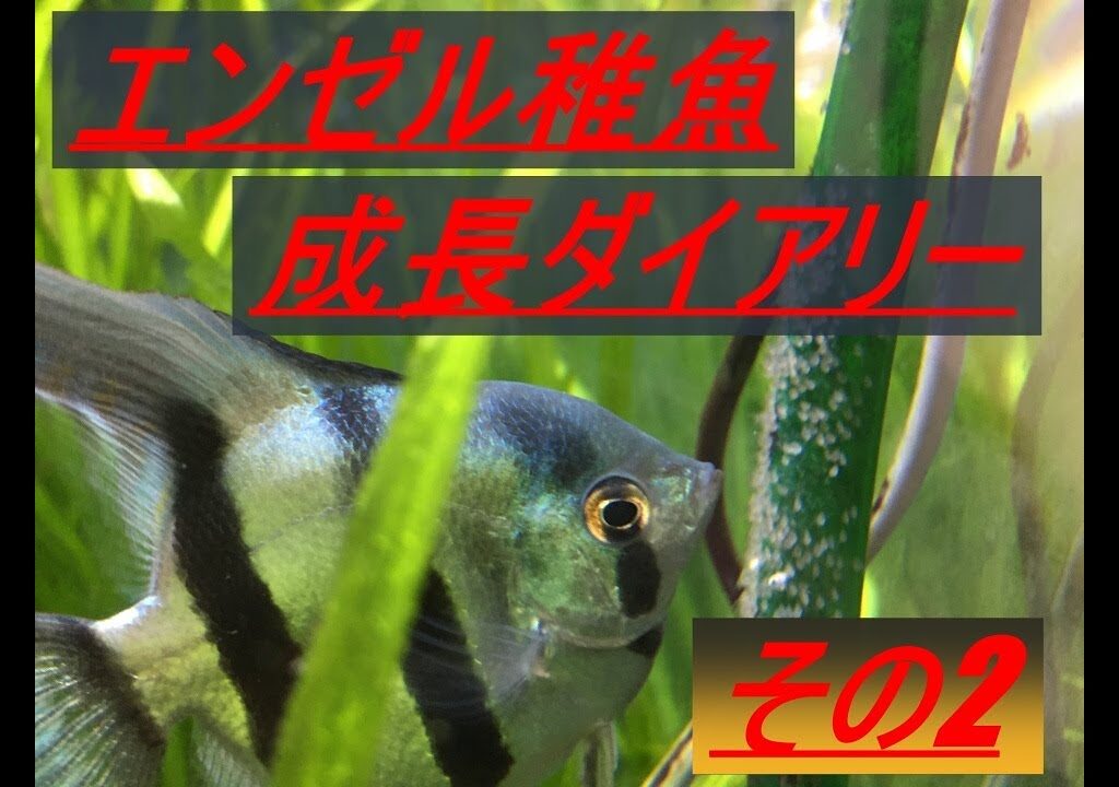 エンゼル稚魚成長ダイアリー（その2）
