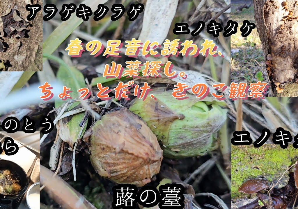 2024年初山菜採り。ちょっとだけきのこ観察
