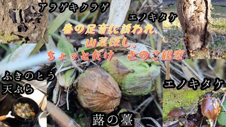 2024年初山菜採り。ちょっとだけきのこ観察