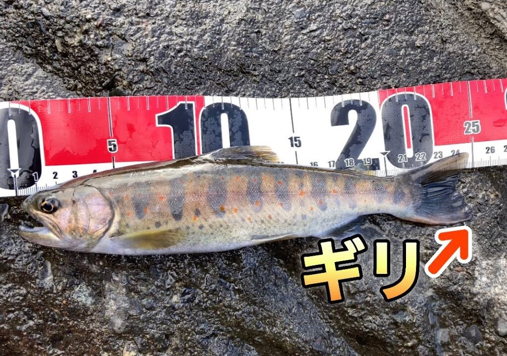 【2024渓流釣り解禁】トラブルあったけどハッピーエンドだった‼︎