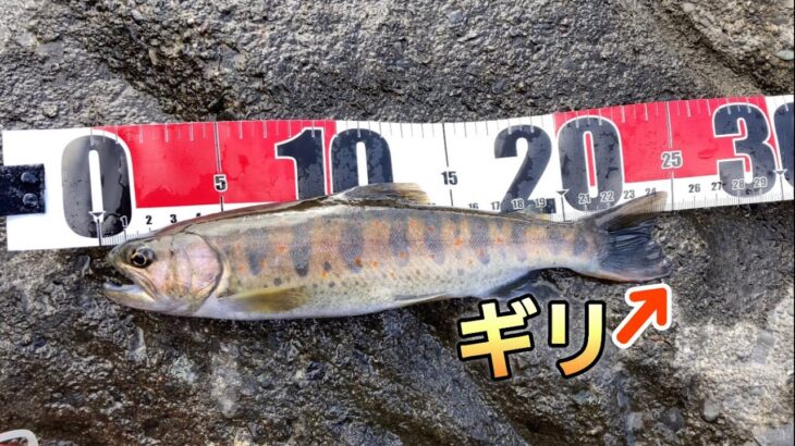 【2024渓流釣り解禁】トラブルあったけどハッピーエンドだった‼︎