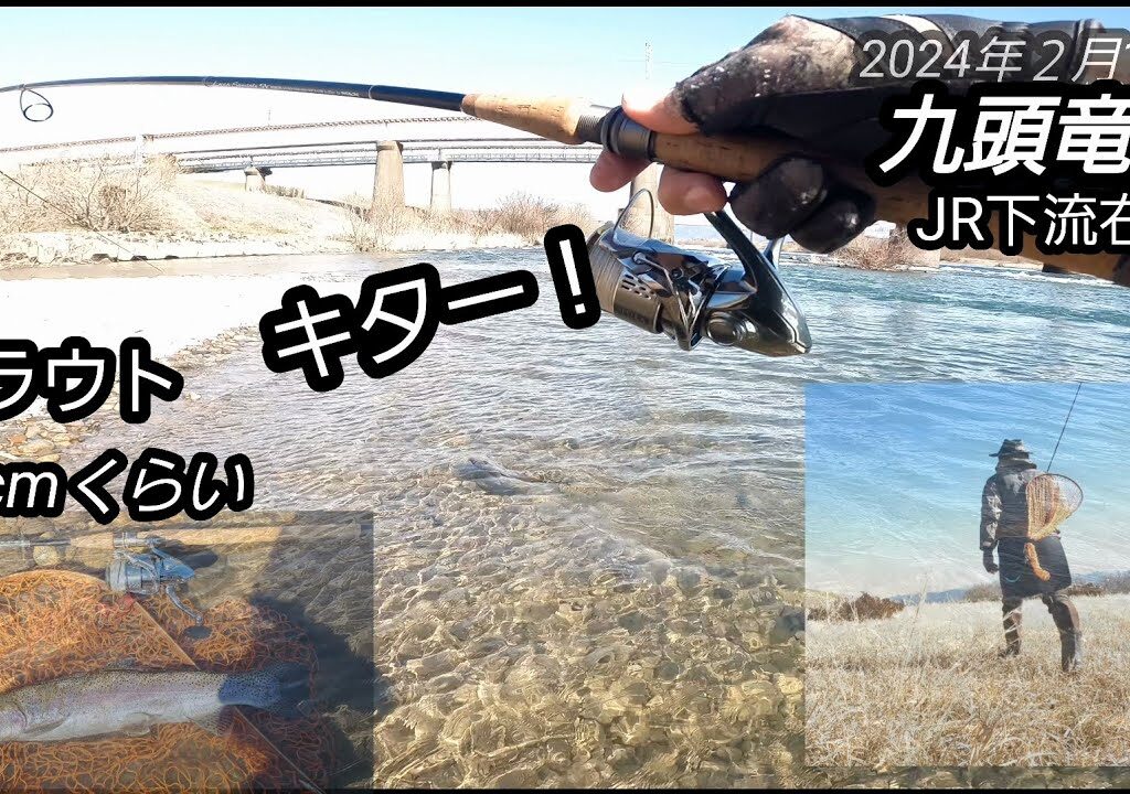 2024年2月13日九頭竜川JR下流右岸にてトラウト50cmくらい