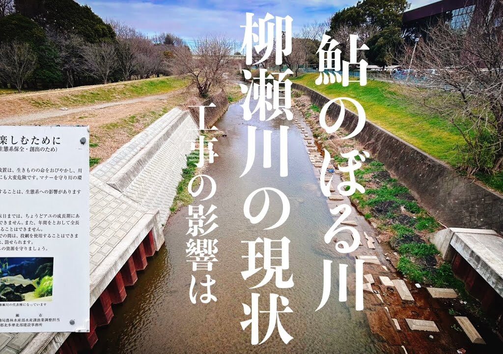 【アユイング】柳瀬川の現状。マルタウグイ、鮎の遡上に影響は⁉️