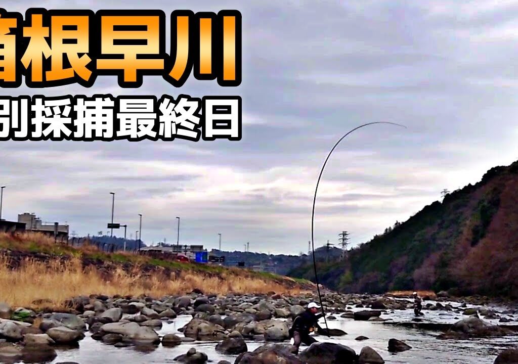 こんな好待遇な渓流釣りあるのか⁉恐るべき漁協のパワー！箱根早川
