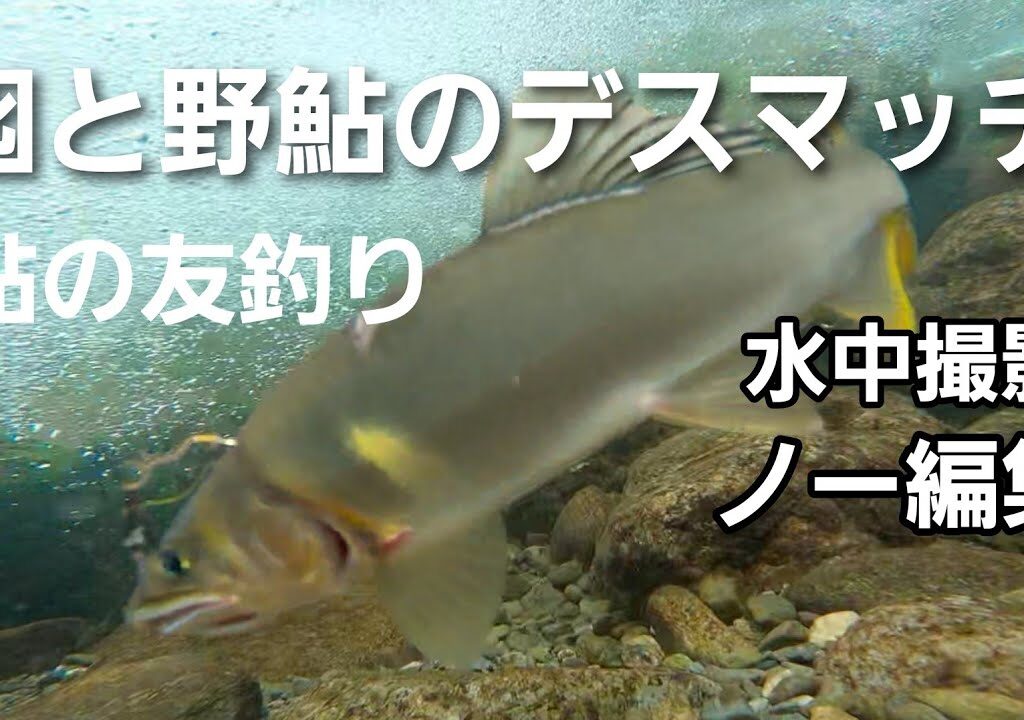 凶暴な野アユに追われる囮は逃げ切れるでしょうか…【友釣りオレ流】