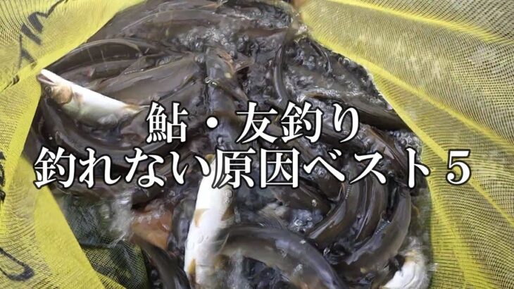 鮎釣り　釣れない原因ベスト５