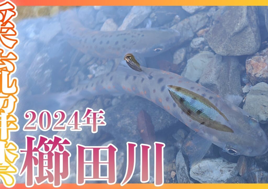 【渓流解禁】2024年 渓流の解禁日に櫛田川で爆釣した… 渓流解禁釣行