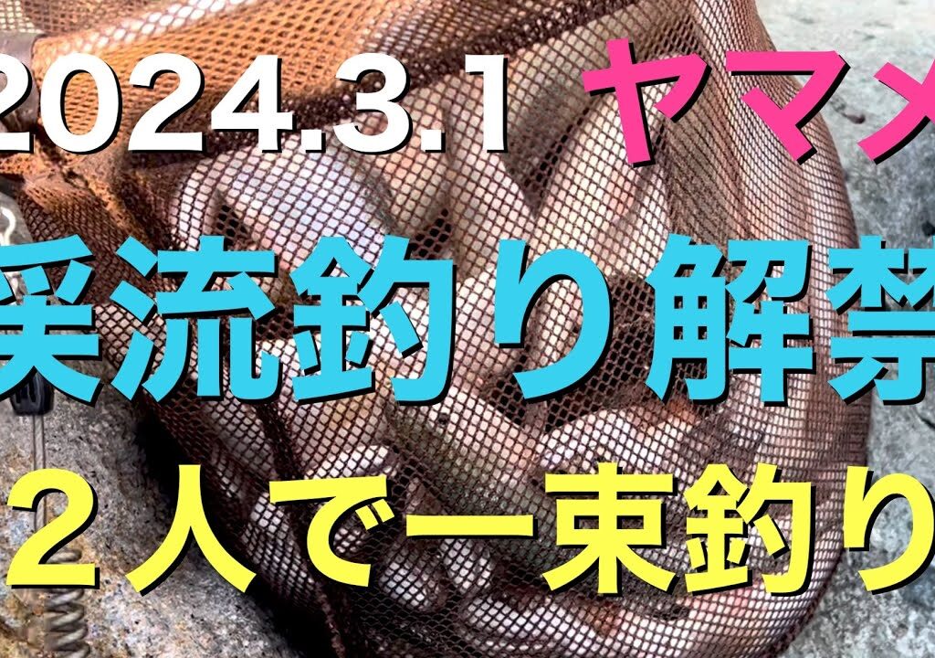 2024.3.1 ヤマメ 渓流釣り解禁 ２人で一束釣り