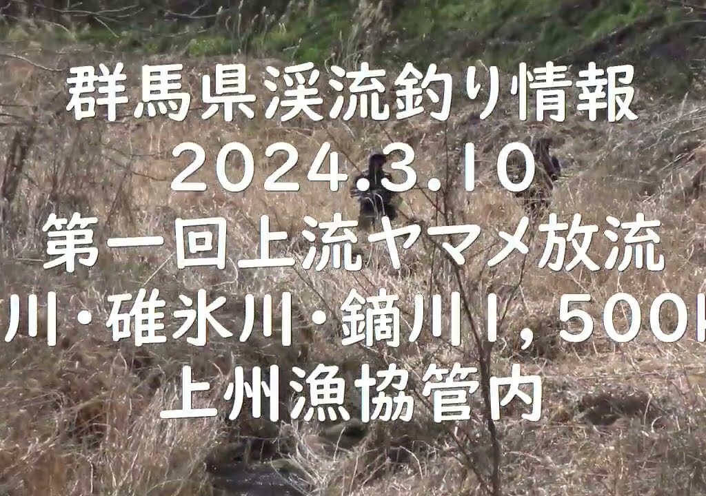 群馬県渓流釣り情報　2024.3.10　烏川・碓氷川・鏑川　ヤマメ放1、500kg上州漁協管内　昼頃撮影