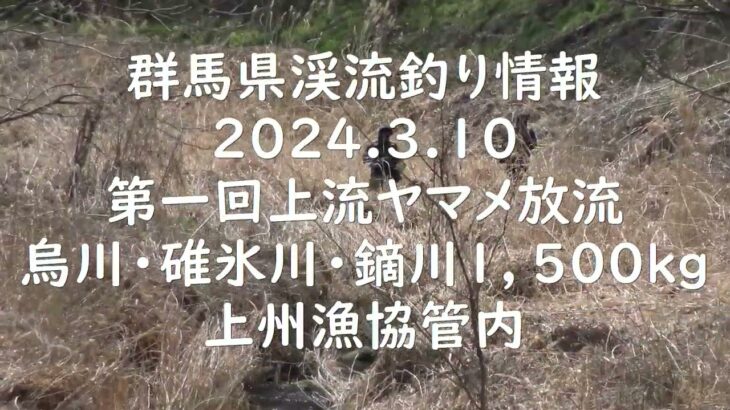 群馬県渓流釣り情報　2024.3.10　烏川・碓氷川・鏑川　ヤマメ放1、500kg上州漁協管内　昼頃撮影