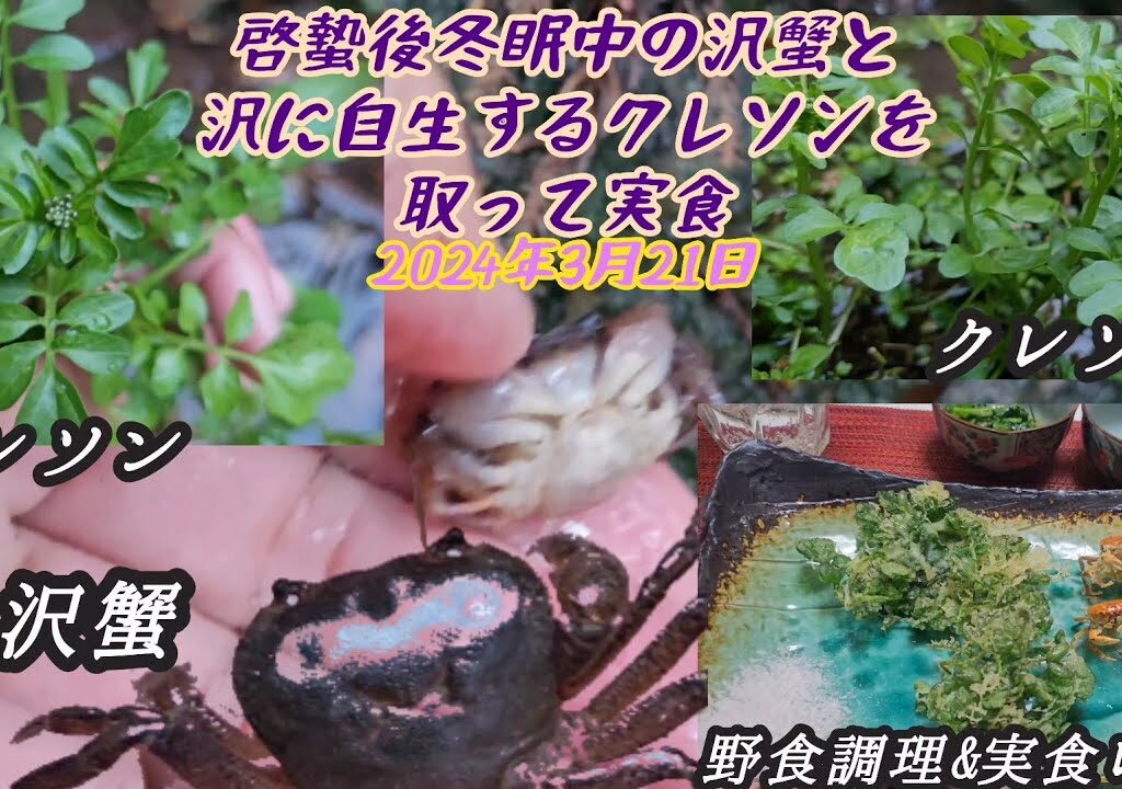 【野食ハント】冬眠中の沢蟹と沢に自生するクレソンを取って調理実食！2024年3月22日