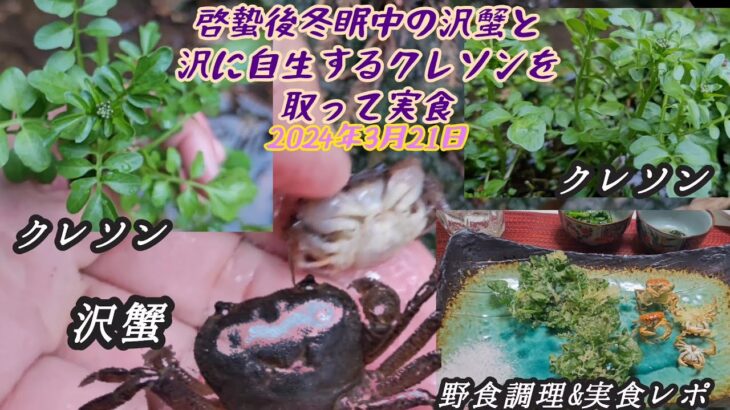 【野食ハント】冬眠中の沢蟹と沢に自生するクレソンを取って調理実食！2024年3月22日