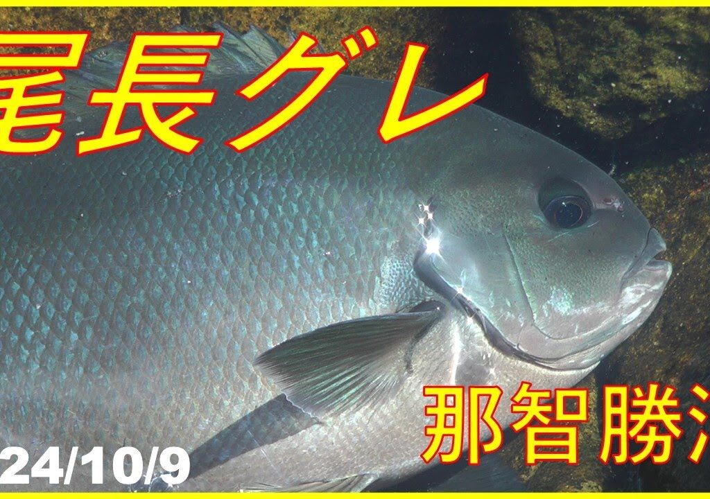 2024/3/9 矢か山建那智勝浦【太師丸渡船】(磯釣り)　釣れたらいいね！なんちゃんチャンネル