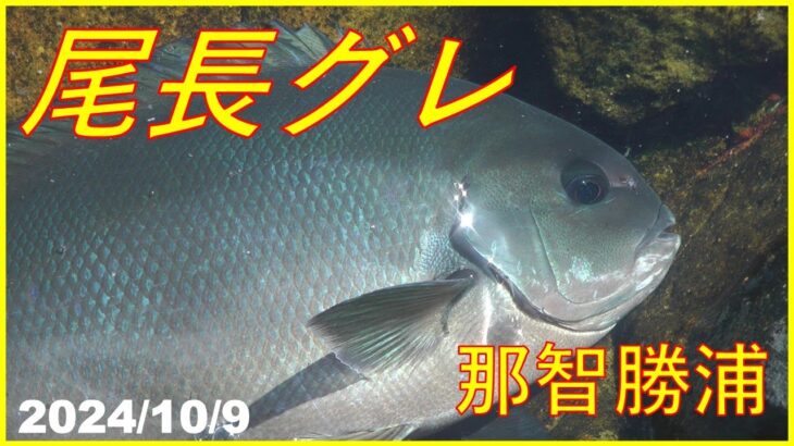 2024/3/9 矢か山建那智勝浦【太師丸渡船】(磯釣り)　釣れたらいいね！なんちゃんチャンネル