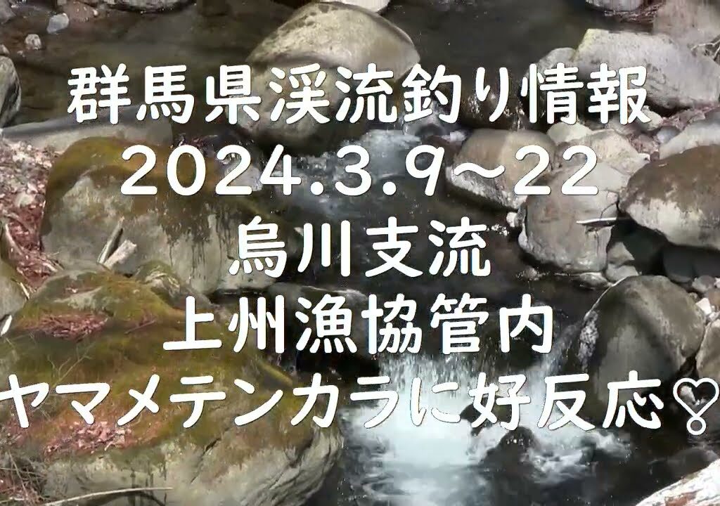群馬県渓流釣り情報　2024　3/9～3/22　烏川支流　上州漁協管内　ヤマメがテンカラに好反応