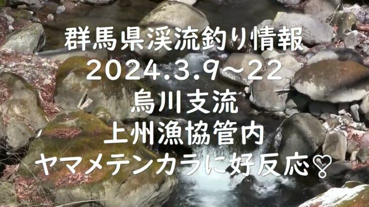 群馬県渓流釣り情報　2024　3/9～3/22　烏川支流　上州漁協管内　ヤマメがテンカラに好反応