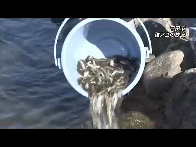 ことし初の稚アユの放流　約25万匹が川に　アユ釣り解禁は5月20日　日田市・大分