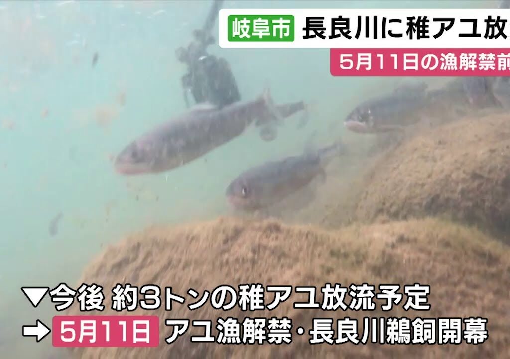 5/11のアユ漁解禁を前に…岐阜市の長良川で稚アユの放流 養殖された体長10cm程の約4万5千匹
