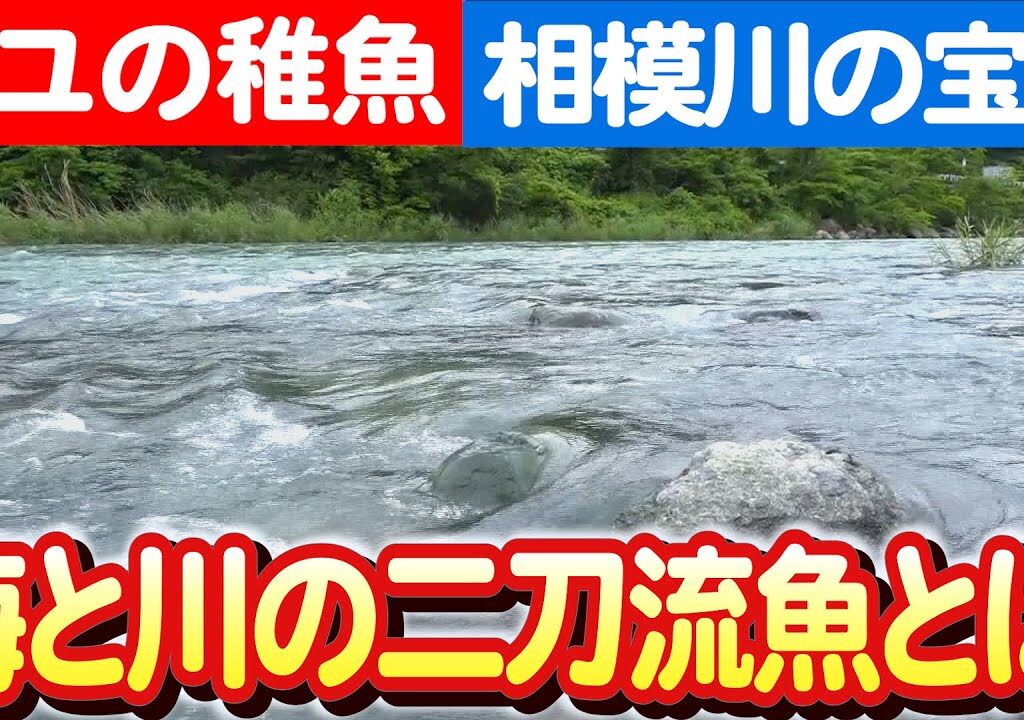 【相模川アユの海洋冒険記！】海で成長し川へ帰る不思議な生態 日本財団 海と日本PROJECT in かながわ 2023 #B04