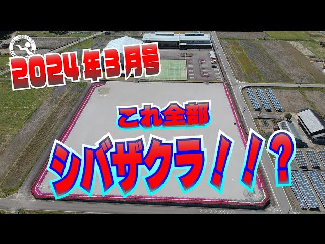 郡上鮎の会TV2024年3月号 シバザクラ満開の学校に行ってみた