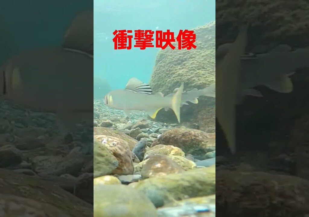 【鮎の友釣り】上飛ばしで野アユを掛ける #shouts