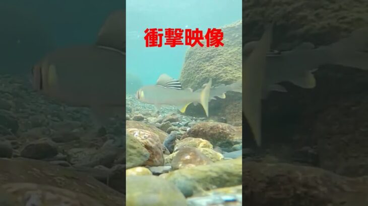 【鮎の友釣り】上飛ばしで野アユを掛ける #shouts