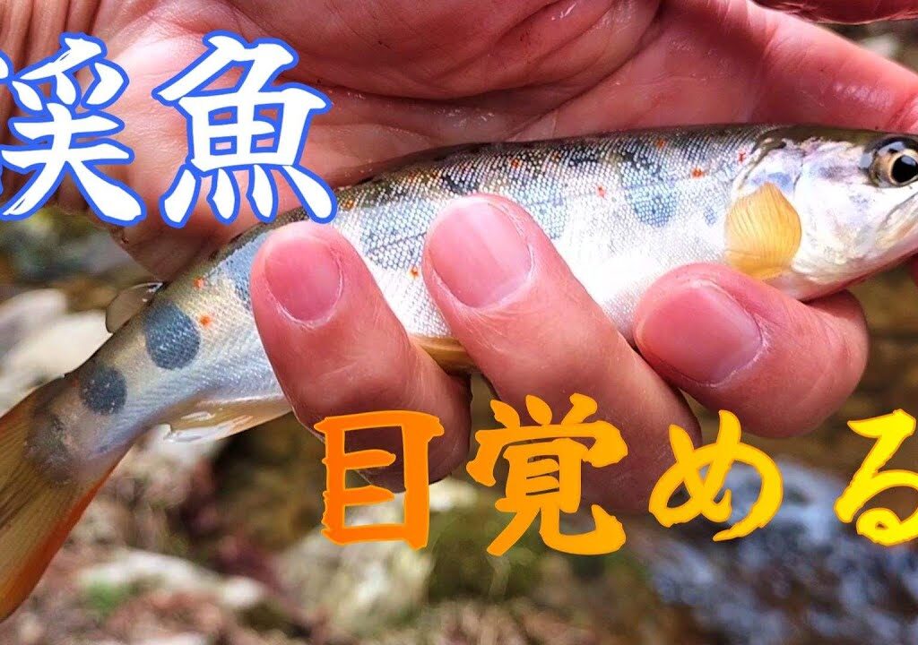 渓流釣り ヒレピンアマゴは動き出したのか？【餌釣り】
