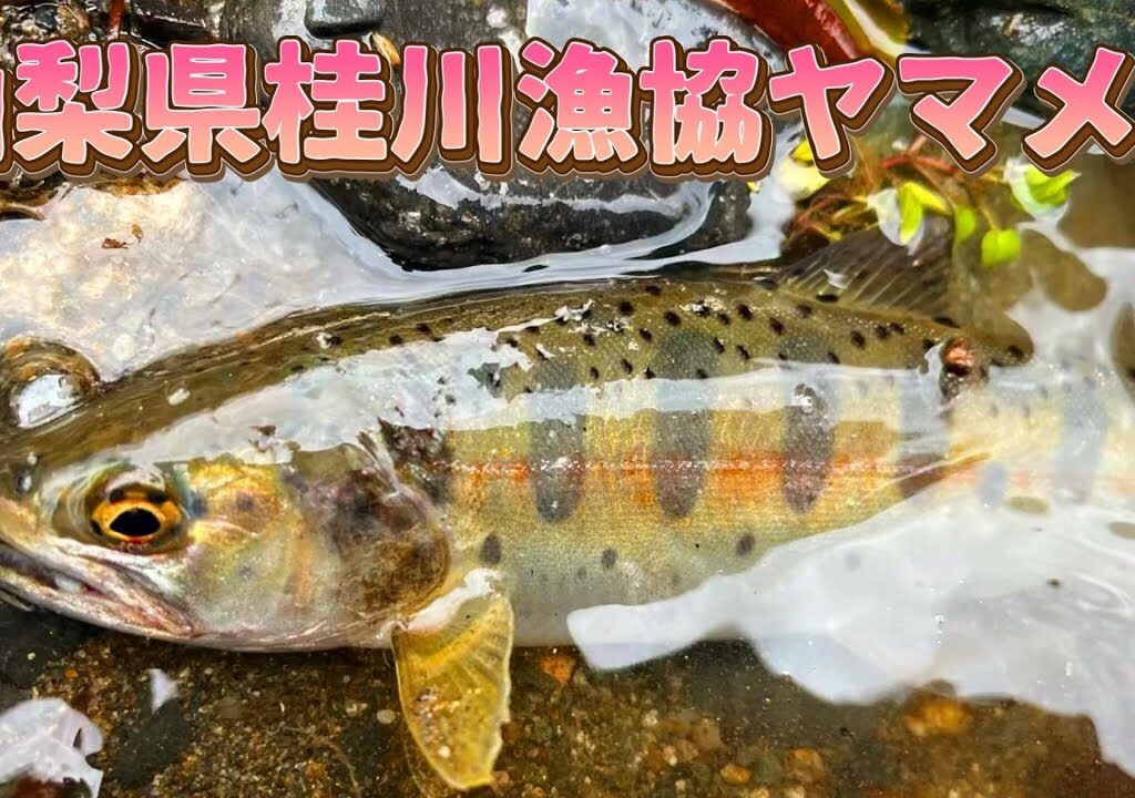 【山梨県】桂川漁協ヤマメ