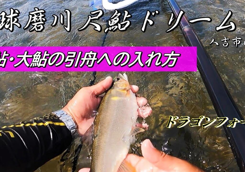 【球磨川 尺鮎ドリーム】第２弾 尺鮎･大鮎の引舟への入れ方