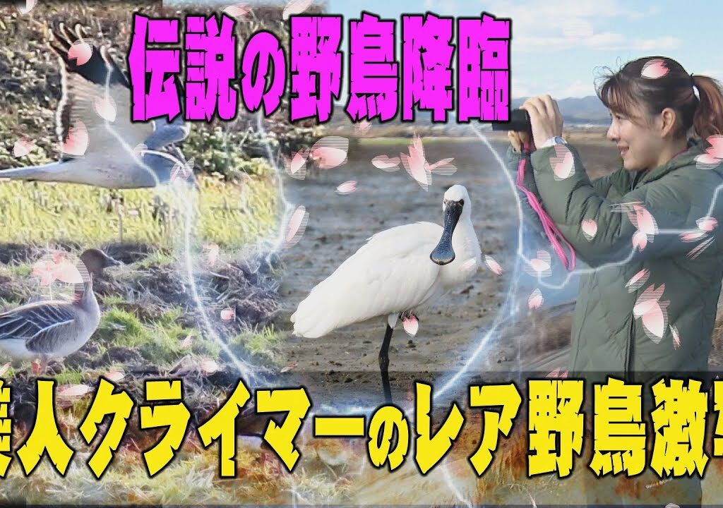 【野鳥撮影】伝説の野鳥降臨　美人クライマーのレア野鳥激写