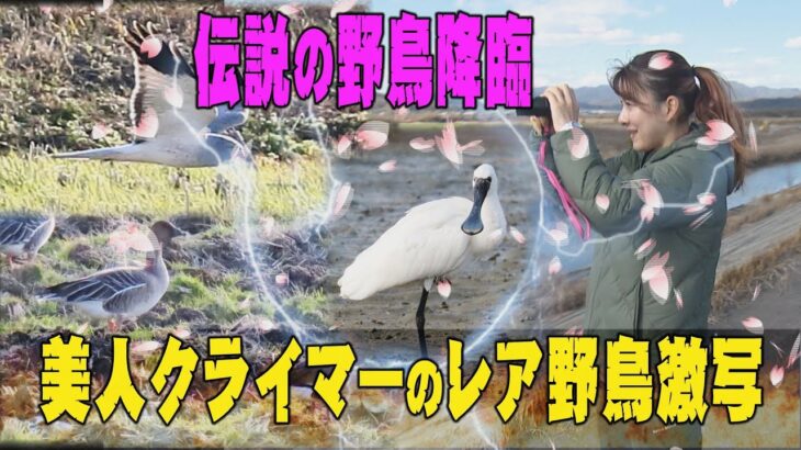 【野鳥撮影】伝説の野鳥降臨　美人クライマーのレア野鳥激写