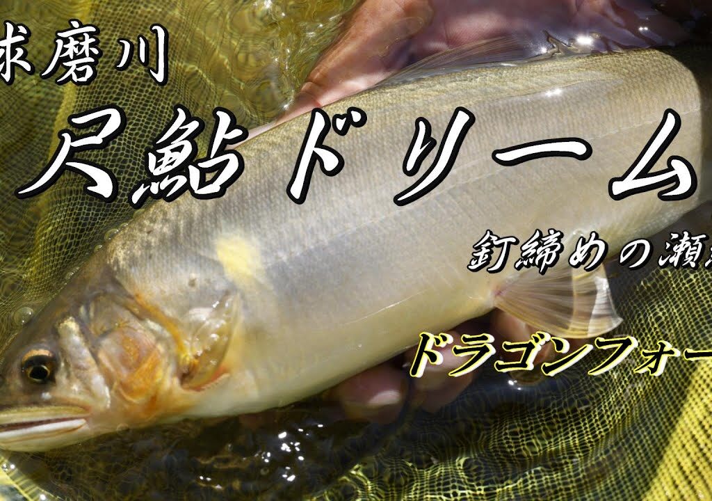 【球磨川 尺鮎ドリーム】第３弾 ついに尺鮎４００グラム オーバーが！