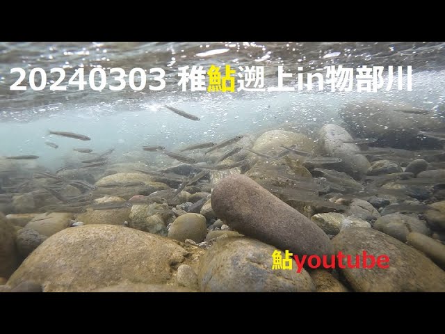 鮎youtube 稚鮎超撮影 2024始動 from 物部川