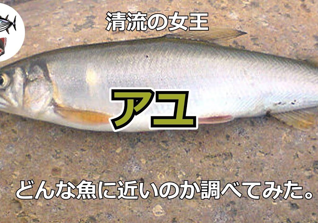 アユ（世界の魚をゆっくり解説003）