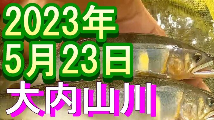 鮎釣り 強風  平水ｸﾘｱ おとべ 平瀬橋 伊良野橋  大内山川 2023年