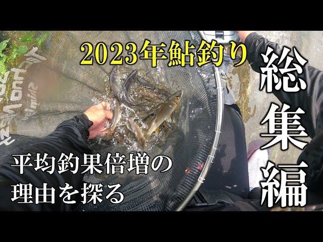 鮎釣り総集編2023　平均釣果10→22尾　倍増の理由を探る