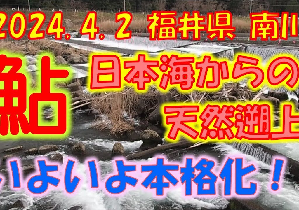 2024年４月２日 福井県 南川の天然遡上鮎 本格化！！