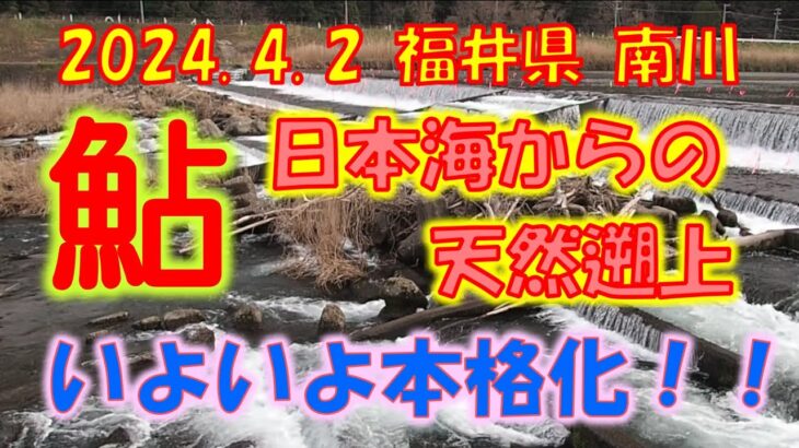 2024年４月２日 福井県 南川の天然遡上鮎 本格化！！