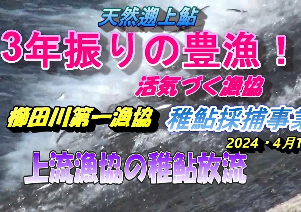 2024 04 12鮎釣れ連れ日記・三重県櫛田川稚鮎採捕＆上流漁協放流事業