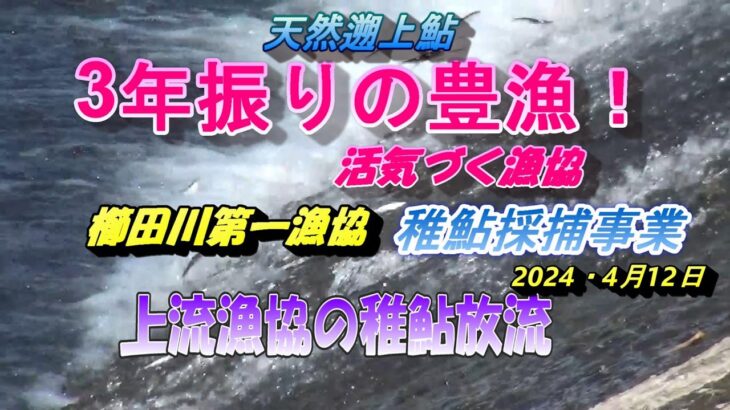 2024 04 12鮎釣れ連れ日記・三重県櫛田川稚鮎採捕＆上流漁協放流事業