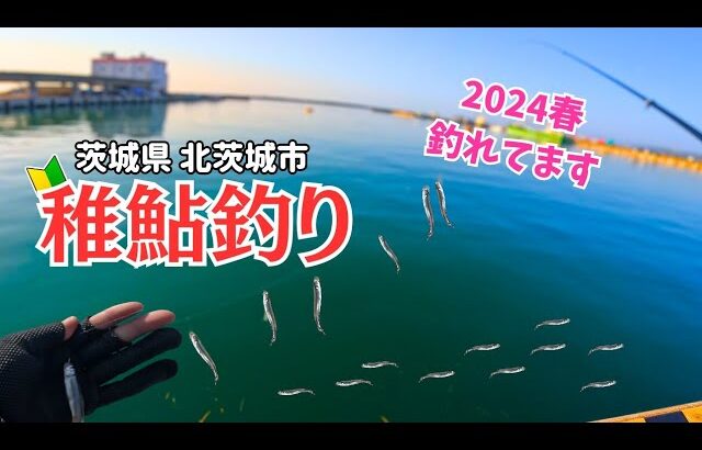 稚鮎釣り 2024年 春の北茨城…シーズン到来？ 今時期しか出来ない釣りを楽しんでみた